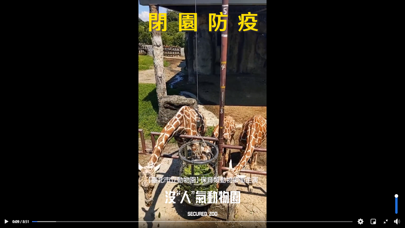「沒人氣動物園」第4集是長頸鹿的吃播，看牠嚼葉還挺療癒。（網路截圖：臺北市立動物園臉書）