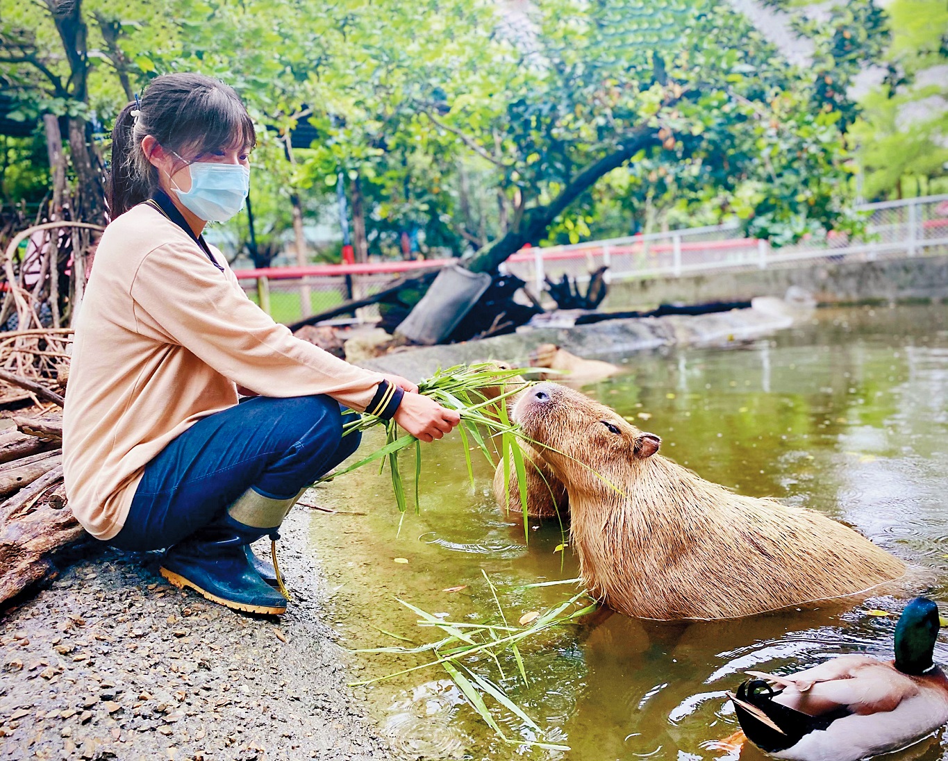 「i上頑皮--線上逛動物園」首集直播，請出療癒天王水豚君打頭陣吸睛。（頑皮世界野生動物園提供）