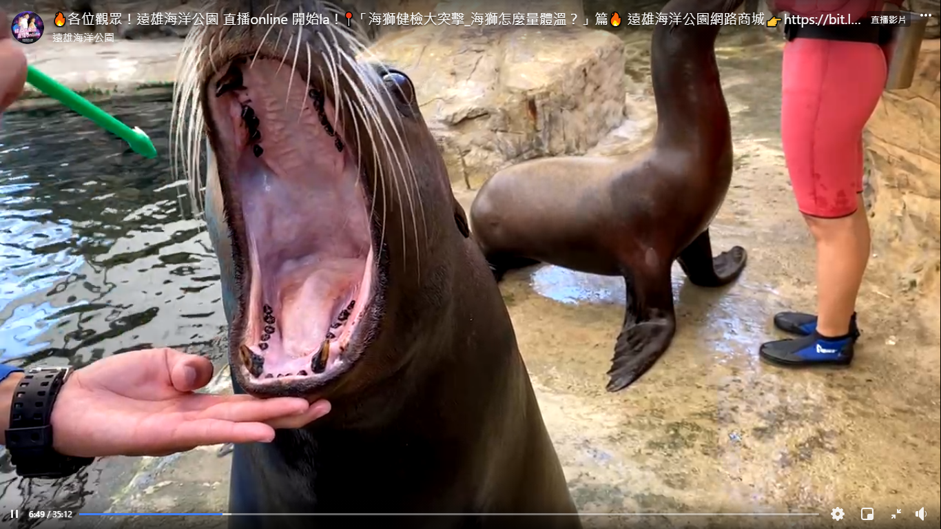 遠雄海洋公園線上直播動物健檢，看海獅乖乖張大嘴檢查牙齒。（遠雄海洋公園提供）