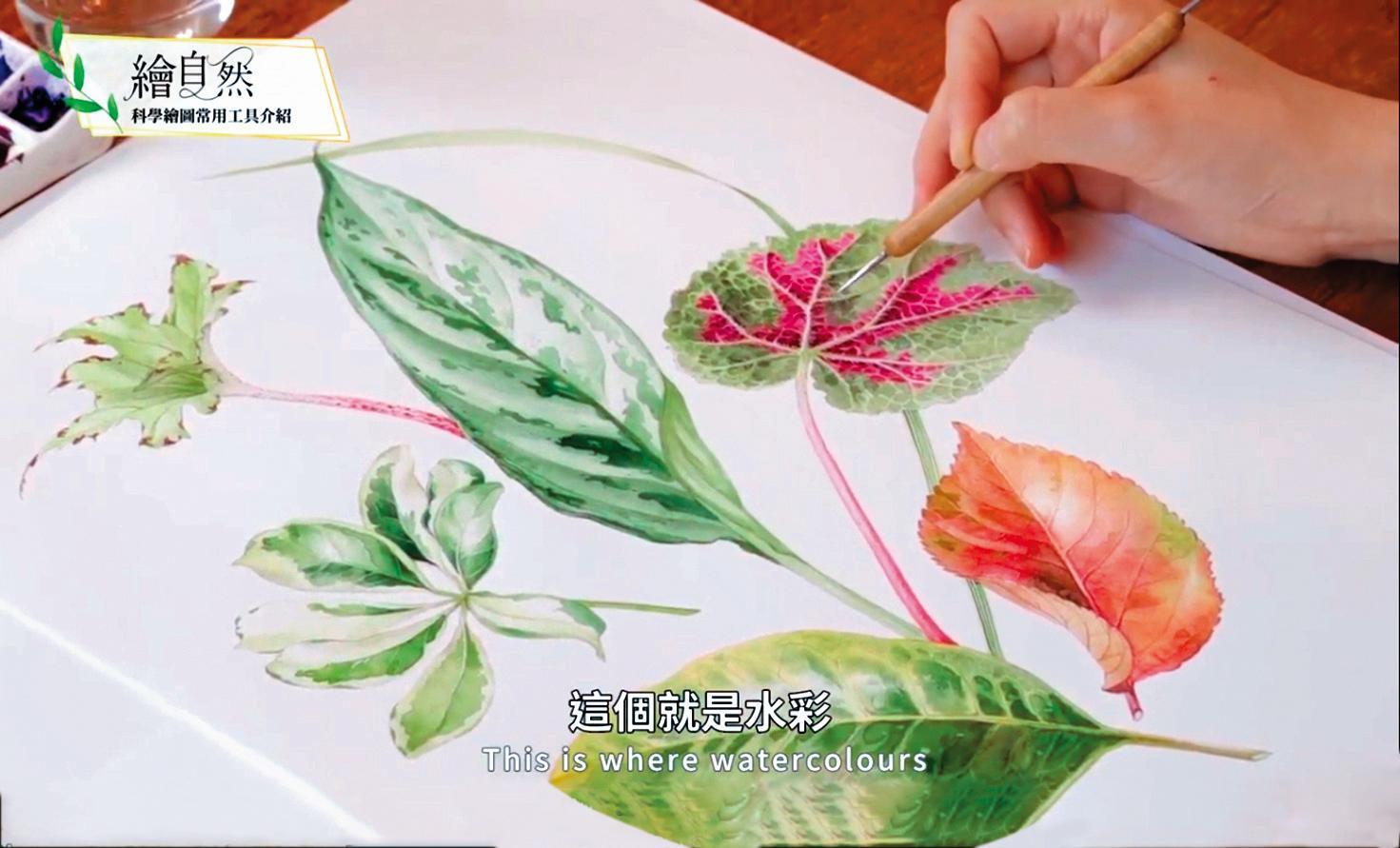 手繪師線上傳授植物繪畫技巧。（翻攝自國立臺灣博物館）