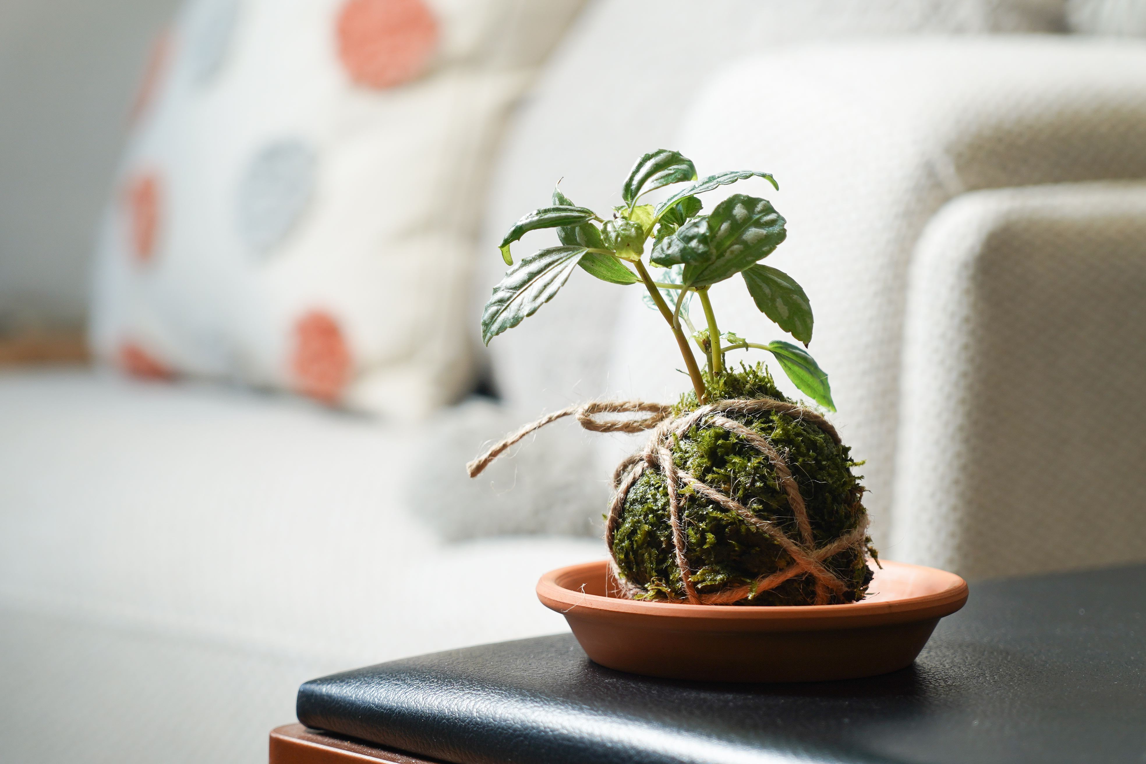 療癒手作有各種多元的選擇，第一個就從植物開始吧。