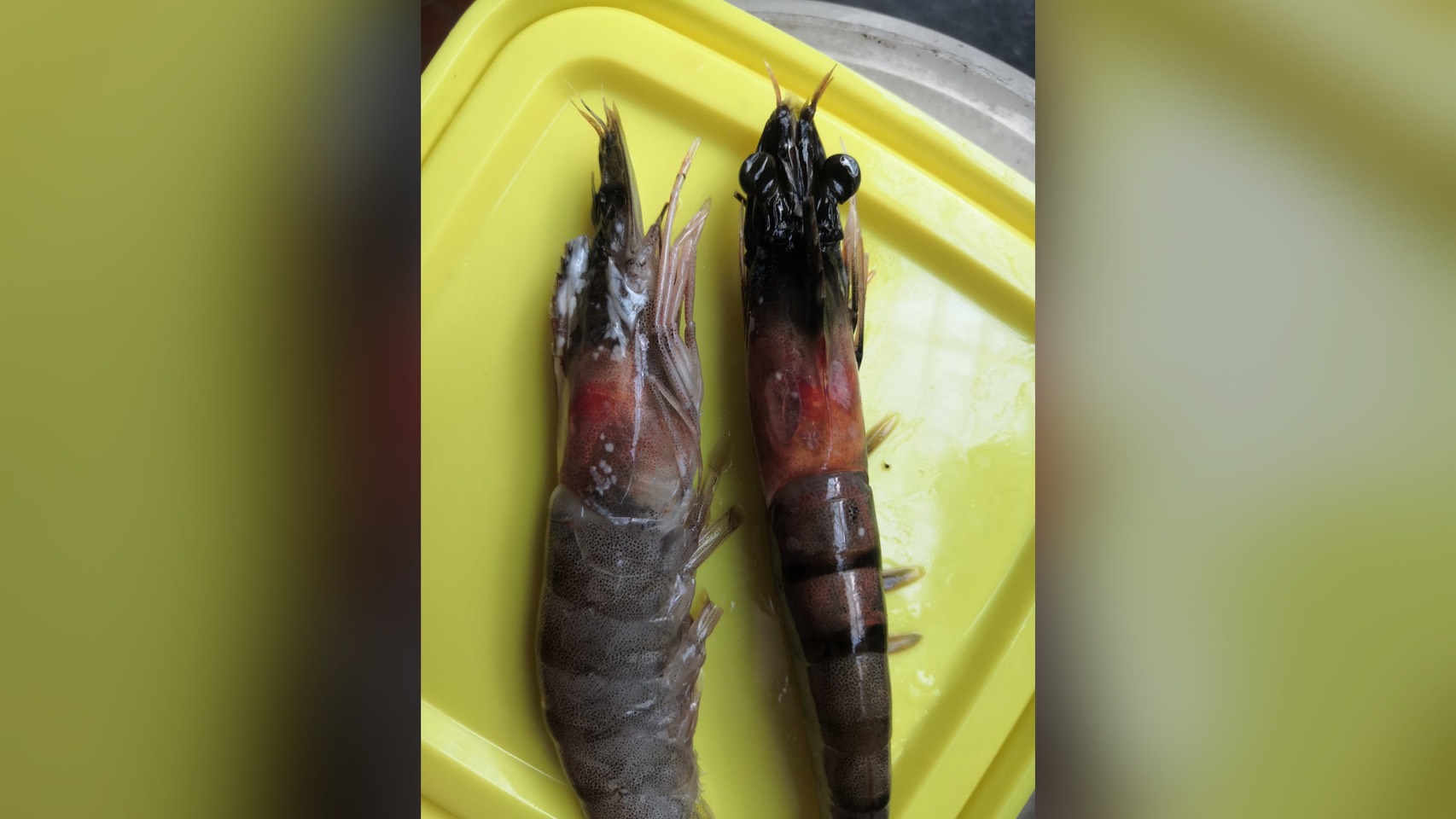 蝦子退冰後頭部發黑，網友好奇是否還能食用。（翻攝自臉書社團「廚藝公社」）