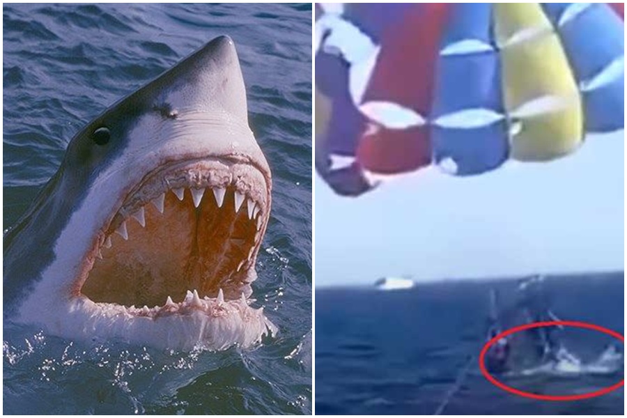 約旦一名37歲男子上週五玩滑翔翼在海上慘遭鯊魚咬斷腿。（翻攝自youtube/internetmedicine網站）