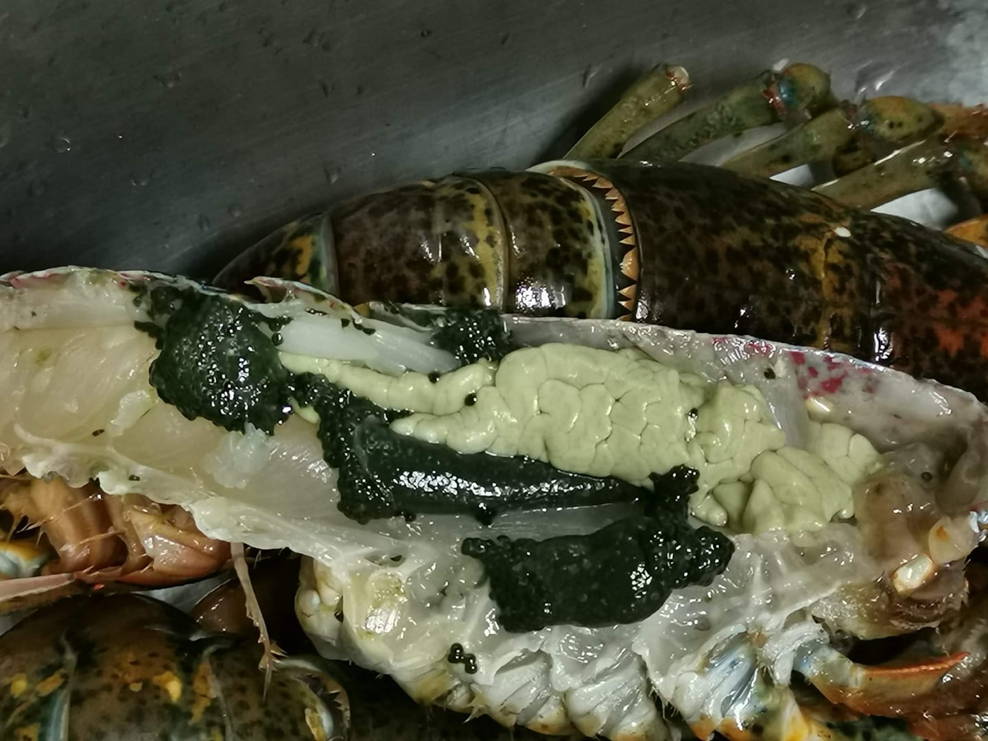 原來深綠色的顆粒是龍蝦卵,淺綠色的物體是蝦膏。(翻攝自臉書社團「廚藝公社」)