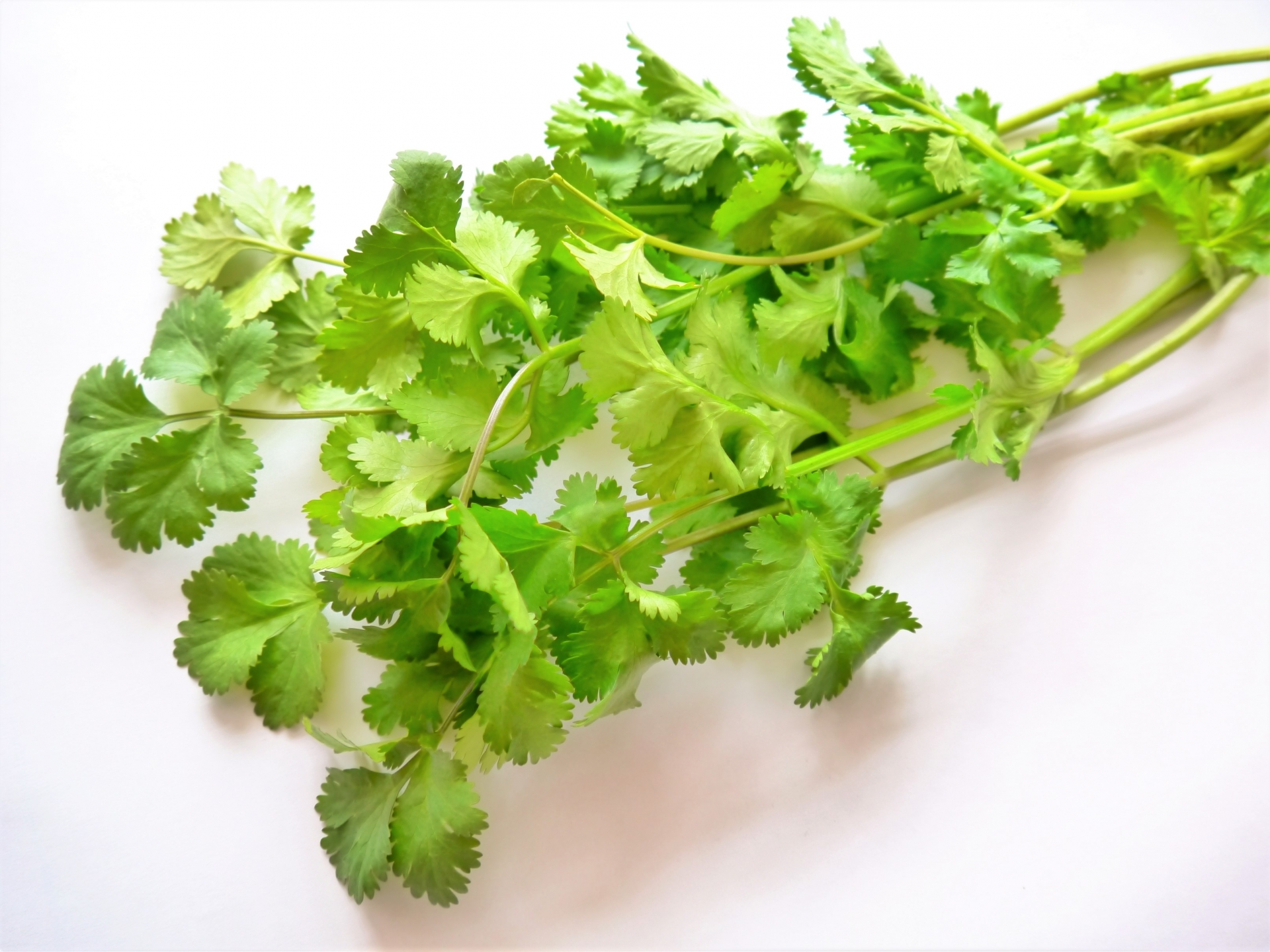 香菜特殊的氣味，在許多台灣小吃扮演相當重要的靈魂配角，對有些人來說卻避之唯恐不及。（photoAC）