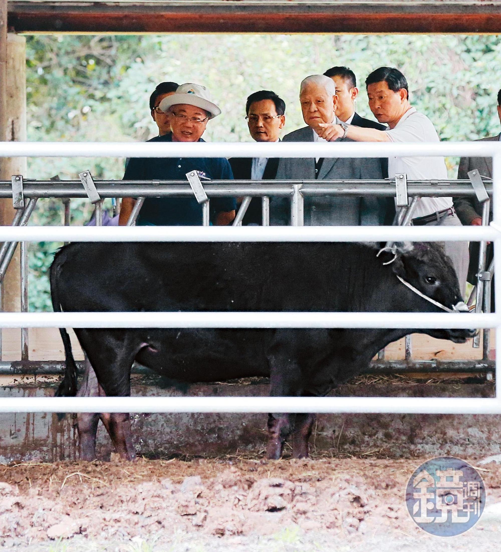 李登輝(右2)晚年成立源興居生技公司,在花蓮兆豐農場飼養源興牛,圖為2017年1月李到源興牛欄舍看牛。