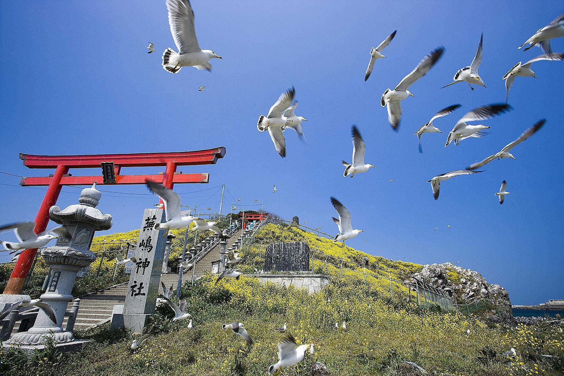 每年夏季是幸運鳥黑尾鷗飛往蕪島神社的繁殖季節。（八戶觀光文化協會提供）