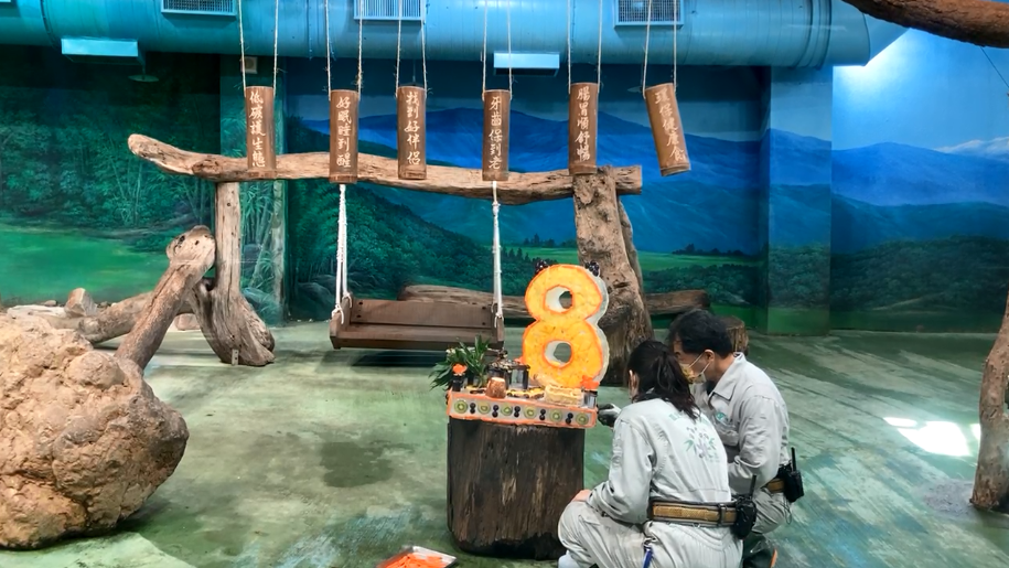 保育員也精心設計冰塊蛋糕，象徵8歲生日的喜悅及滿滿的祝福。（翻攝自Taipei Zoo 臺北市立動物園臉書直播）