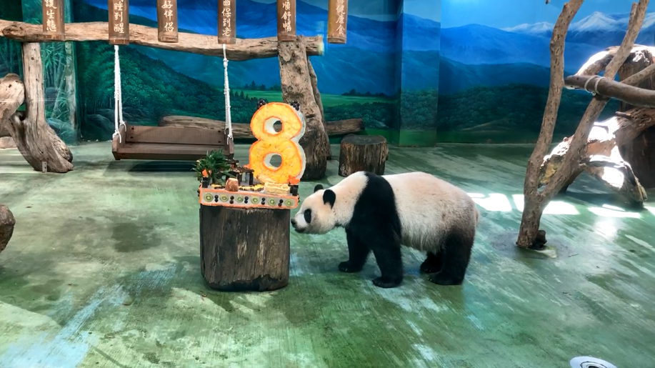 圓仔目前處於「假孕期」，看上去懶洋洋胃口不太好。（翻攝自Taipei Zoo 臺北市立動物園臉書直播）