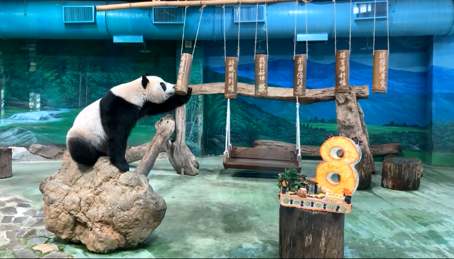台北市立動物園今天以直播的方式，給予圓仔生日祝福。（翻攝自Taipei Zoo 臺北市立動物園臉書直播）