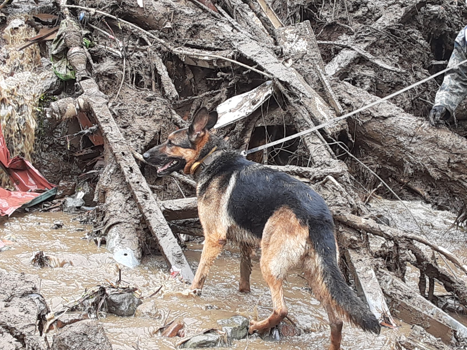 搜救犬在泥濘、倒塌的房屋中奔走，協助救援工作。（翻攝自@JASDFhamamatsu推特）