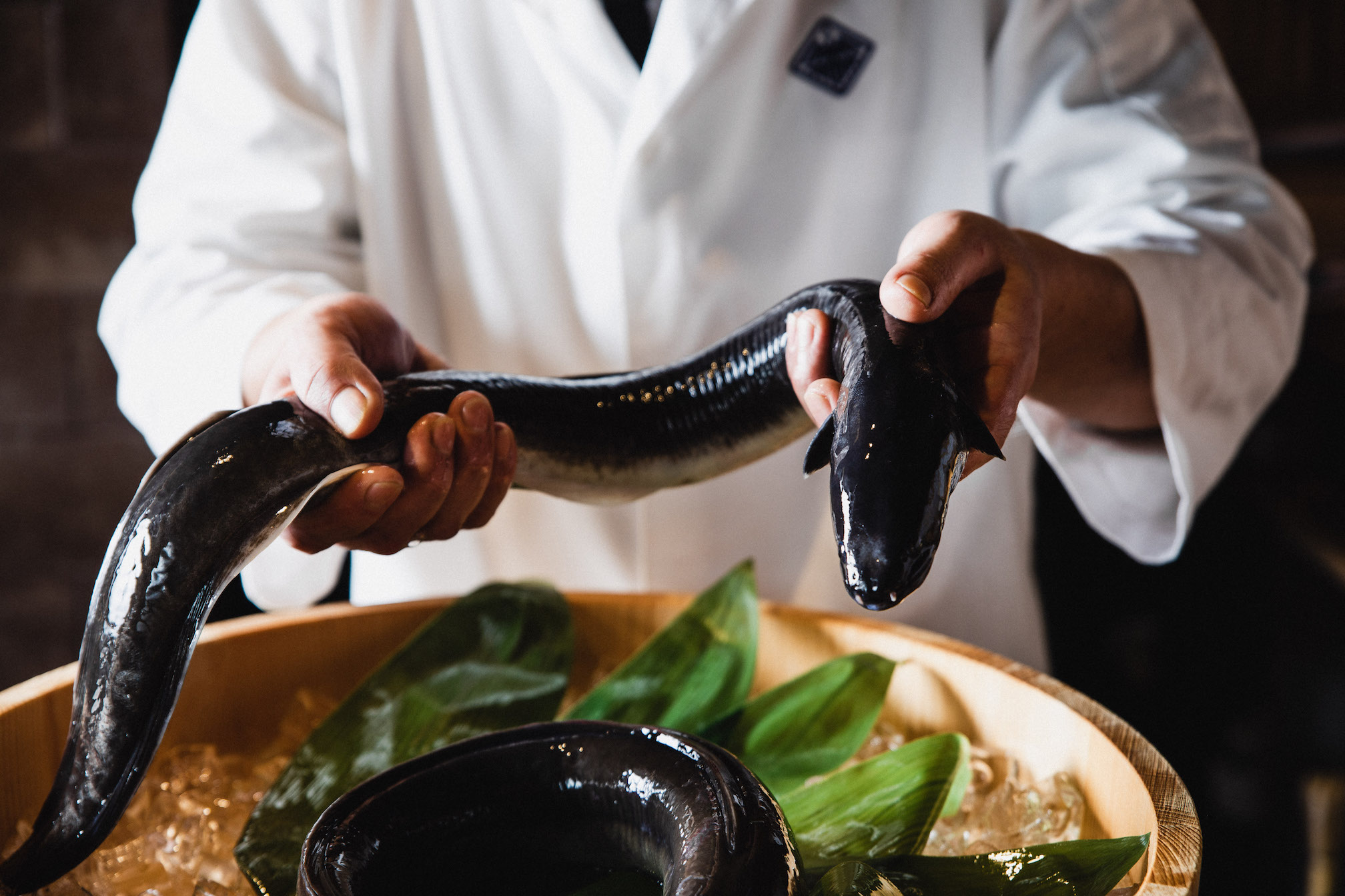 千壽鰻魚飯「千壽鰻重」選用台灣大型黑鰻製作，一尾重達2台斤，大約是日本的2倍大體型。（千壽提供）