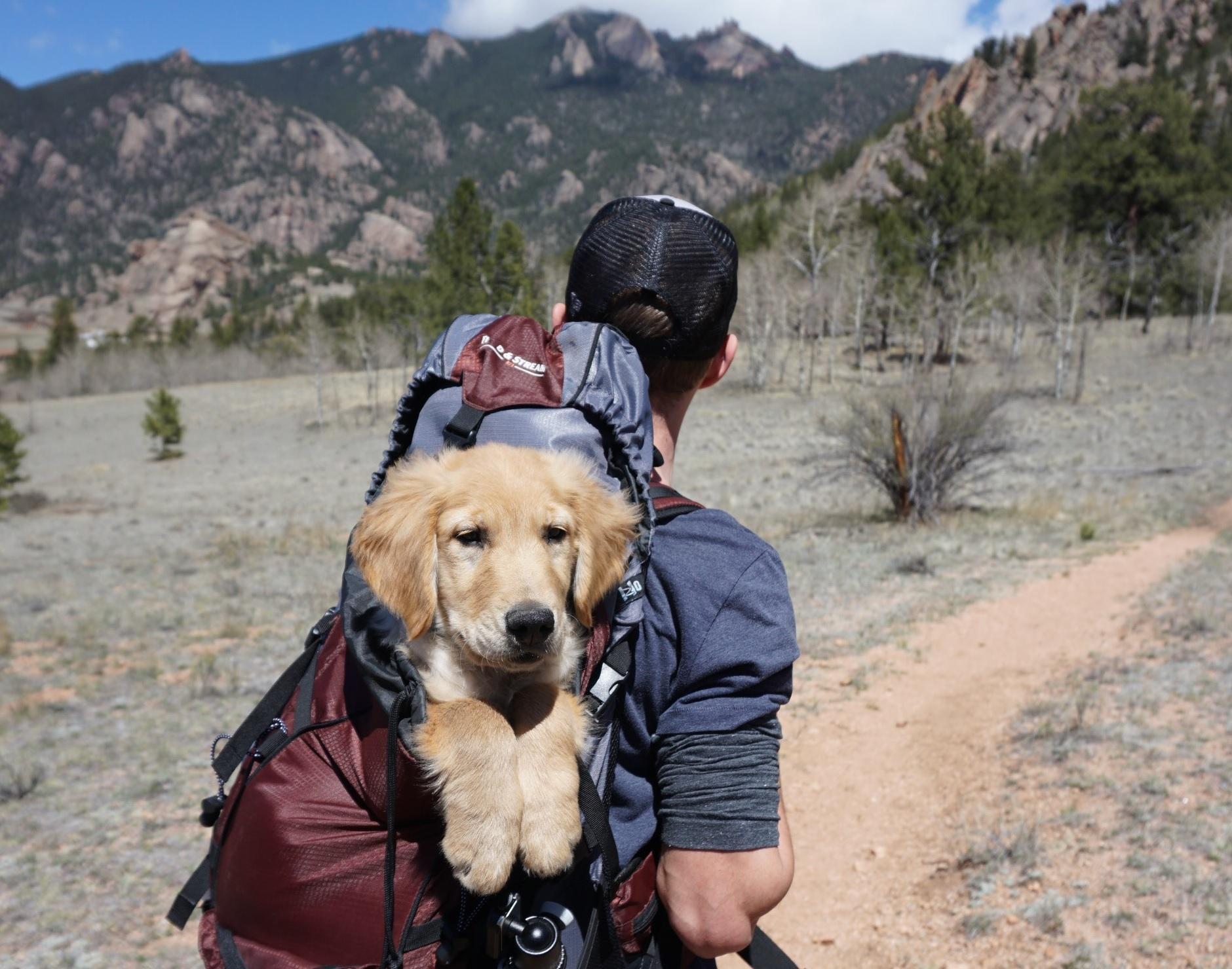 主人用推車推著病危愛犬上山,完成他們最後的冒險。(示意圖,Pexels)