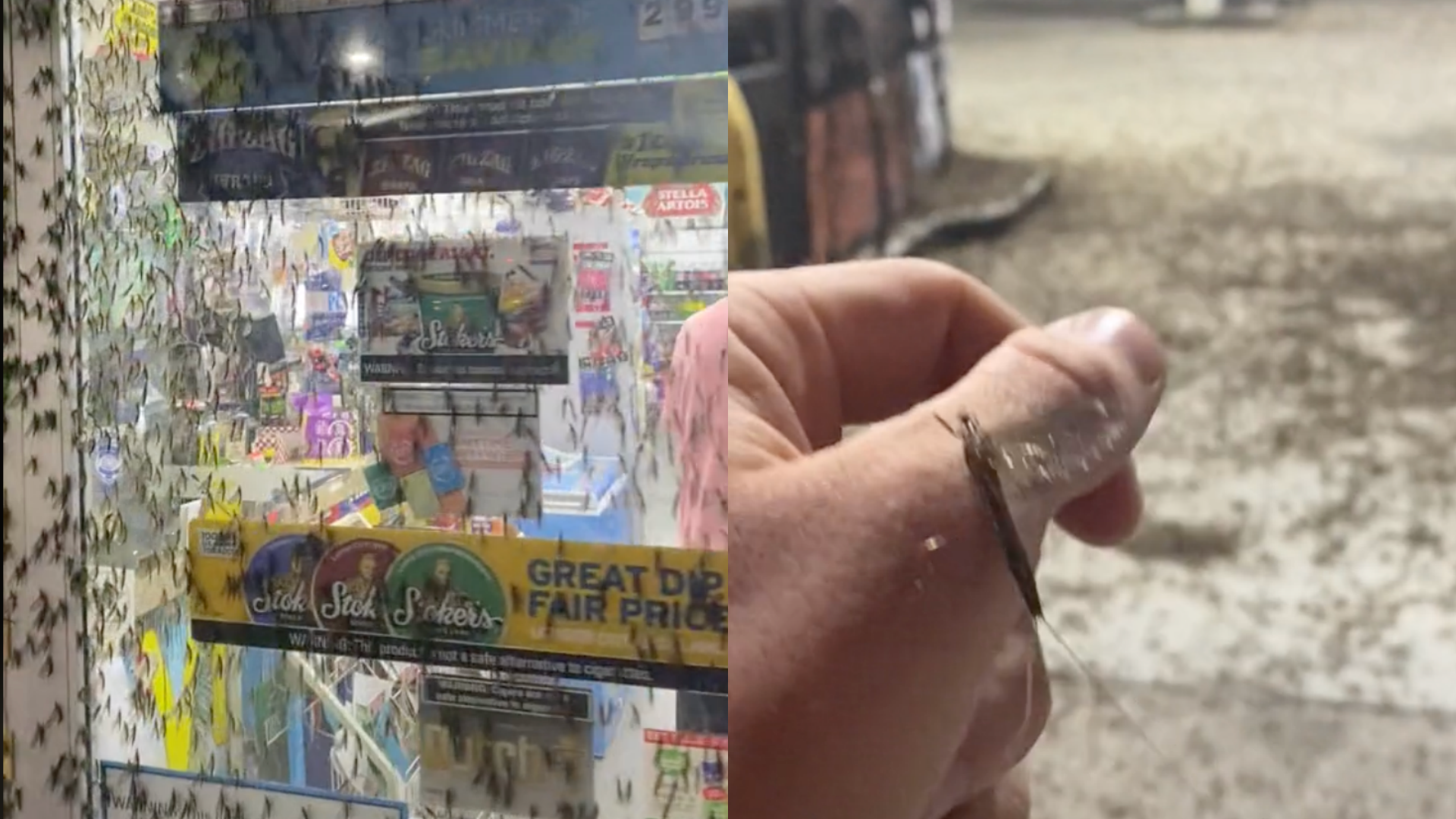 商店內外都被蟲子爬滿。(翻攝自_ty.leo TikTok)