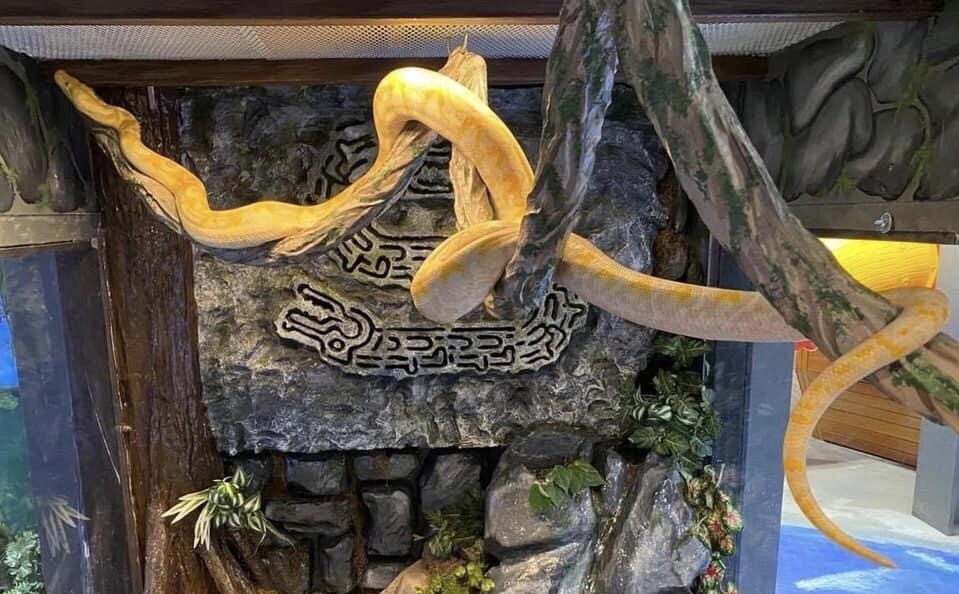 大蟒蛇「卡拉」在動物園內十分受歡迎。（翻攝藍色動物園水族館臉書）