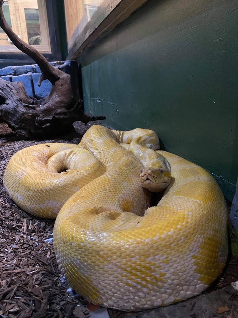 館方公布多張大蟒蛇「卡拉」失蹤前的照片。（翻攝藍色動物園水族館臉書）