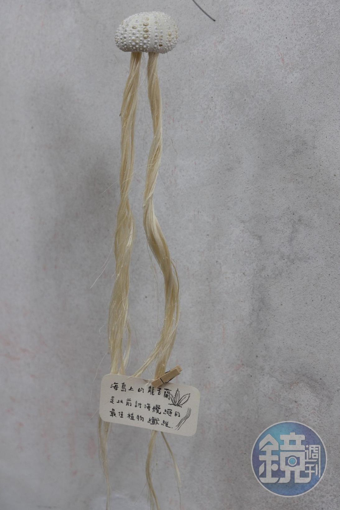 島上的龍舌蘭，是以前製作討海纜繩的植物纖維。