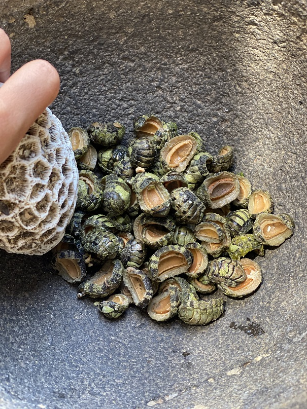 用珊瑚石磨去石鱉殼,蘊含古早的智慧。