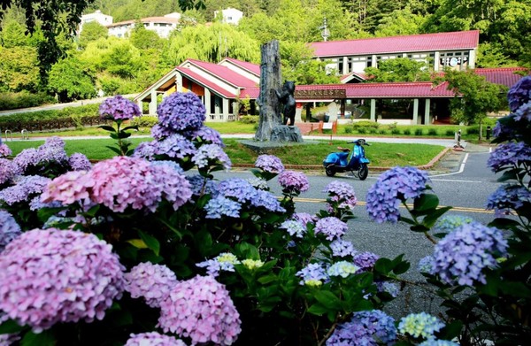 中央宣布微解封後，武陵農場就傳出訂房電話與網路訂房不斷。（翻攝自武陵農場臉書粉專）