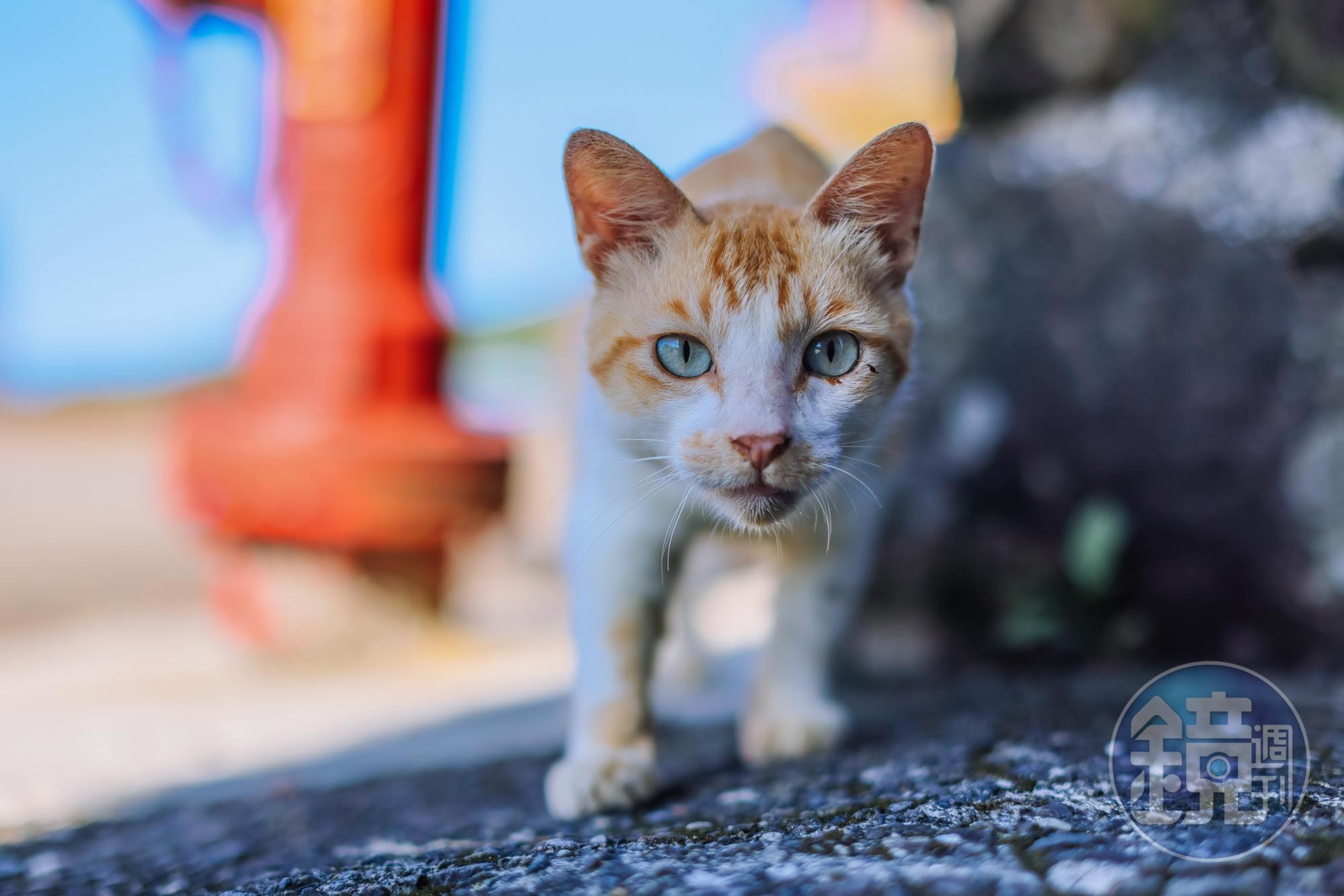 漁村裡面不缺少的動物就是街貓，看到遊客便很好奇。