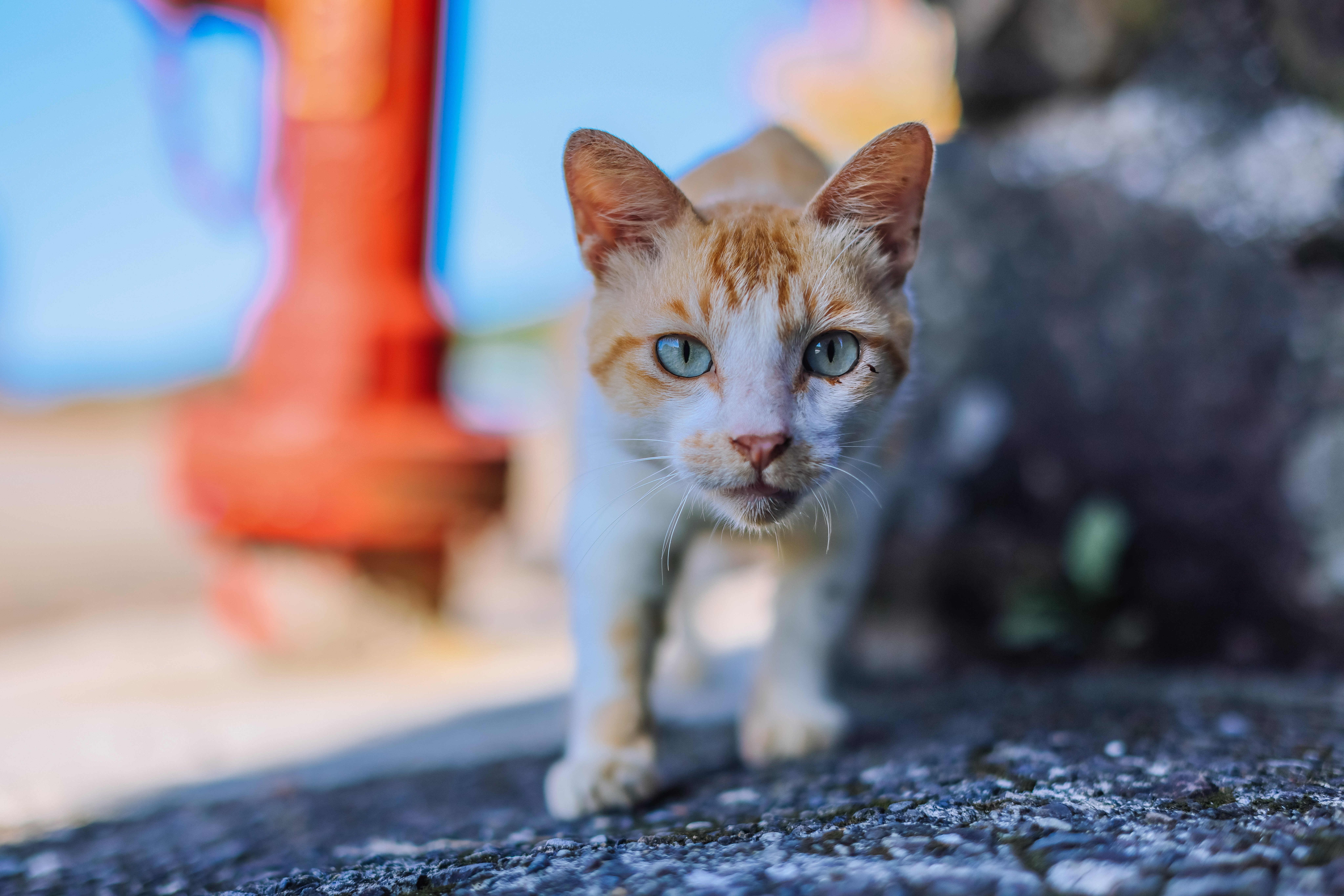 漁村裡面不缺少的動物就是街貓，看到遊客便很好奇。