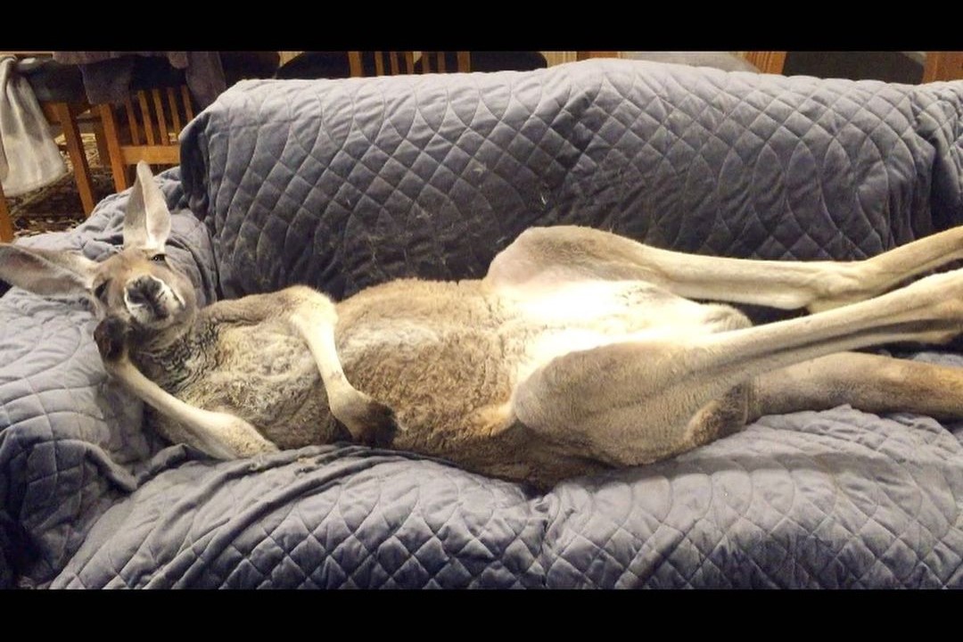 軟爛袋鼠每晚客廳報到　「仰天翻肚睡沙發」耍廢爆紅