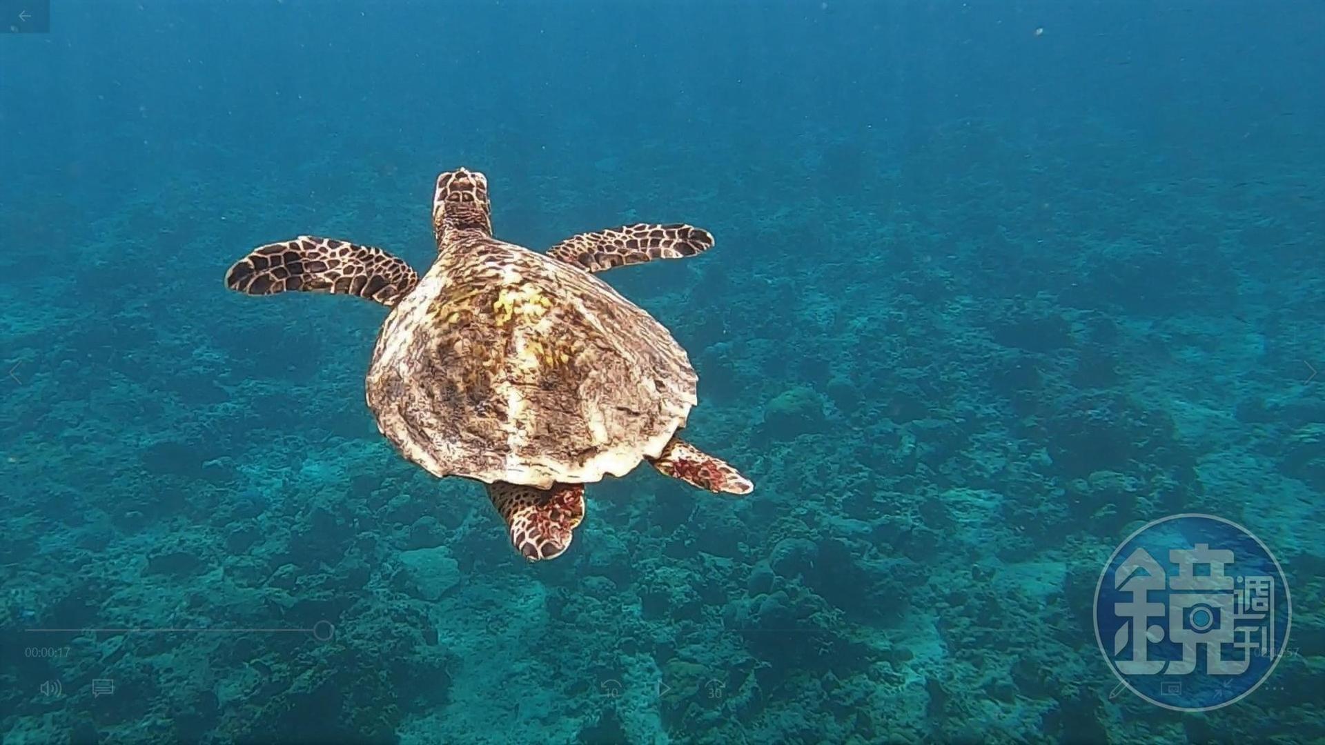 浮潛當然是海島國家必備，幸運的話可以遇見海龜。