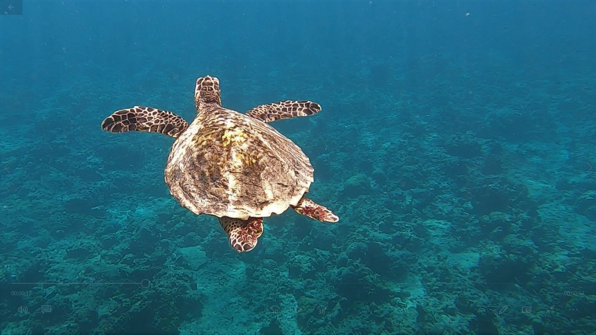 浮潛當然是海島國家必備，幸運的話可以遇見海龜。
