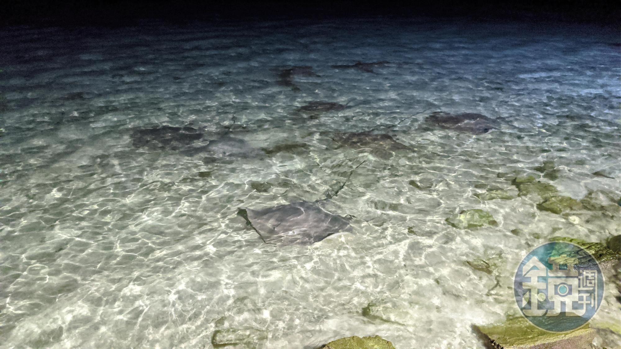夜晚的在海岸邊散步，竟有大群魟魚悠游。