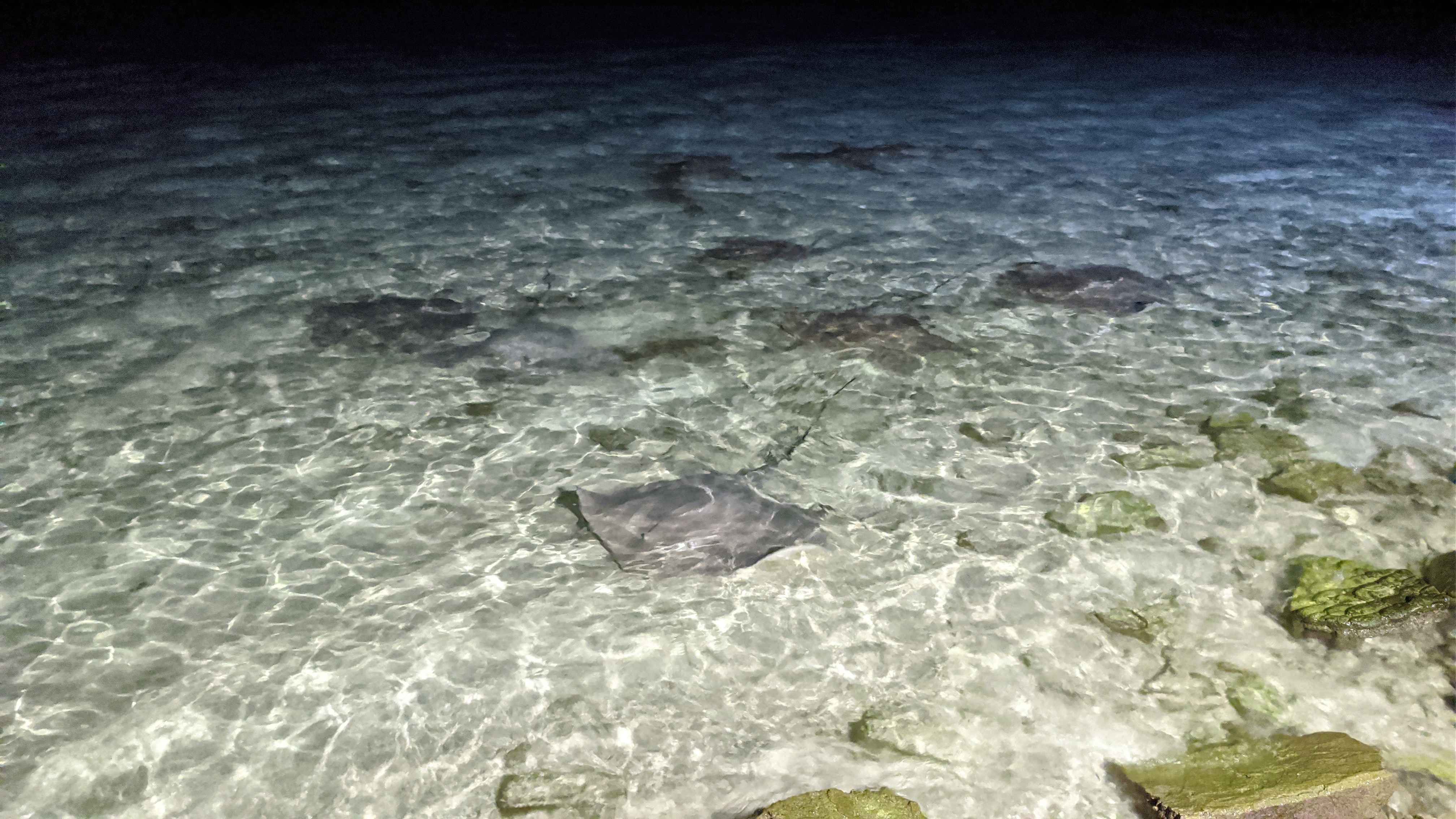 夜晚的在海岸邊散步，竟有大群魟魚悠游。