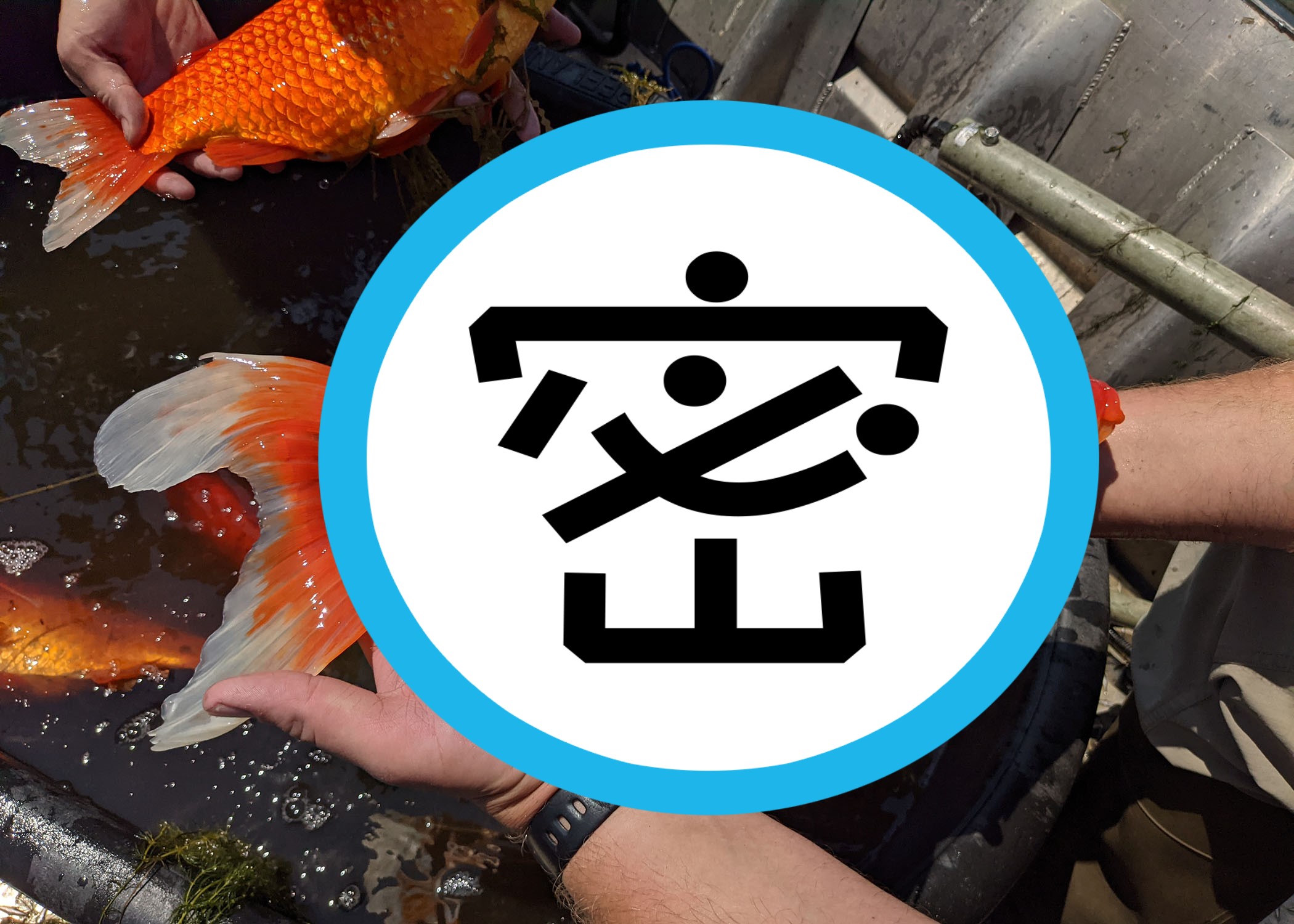 原本可愛的金魚，野放之後竟變成巨大惡霸。（翻攝伯恩斯維爾市推特Burnsville City Twitter）