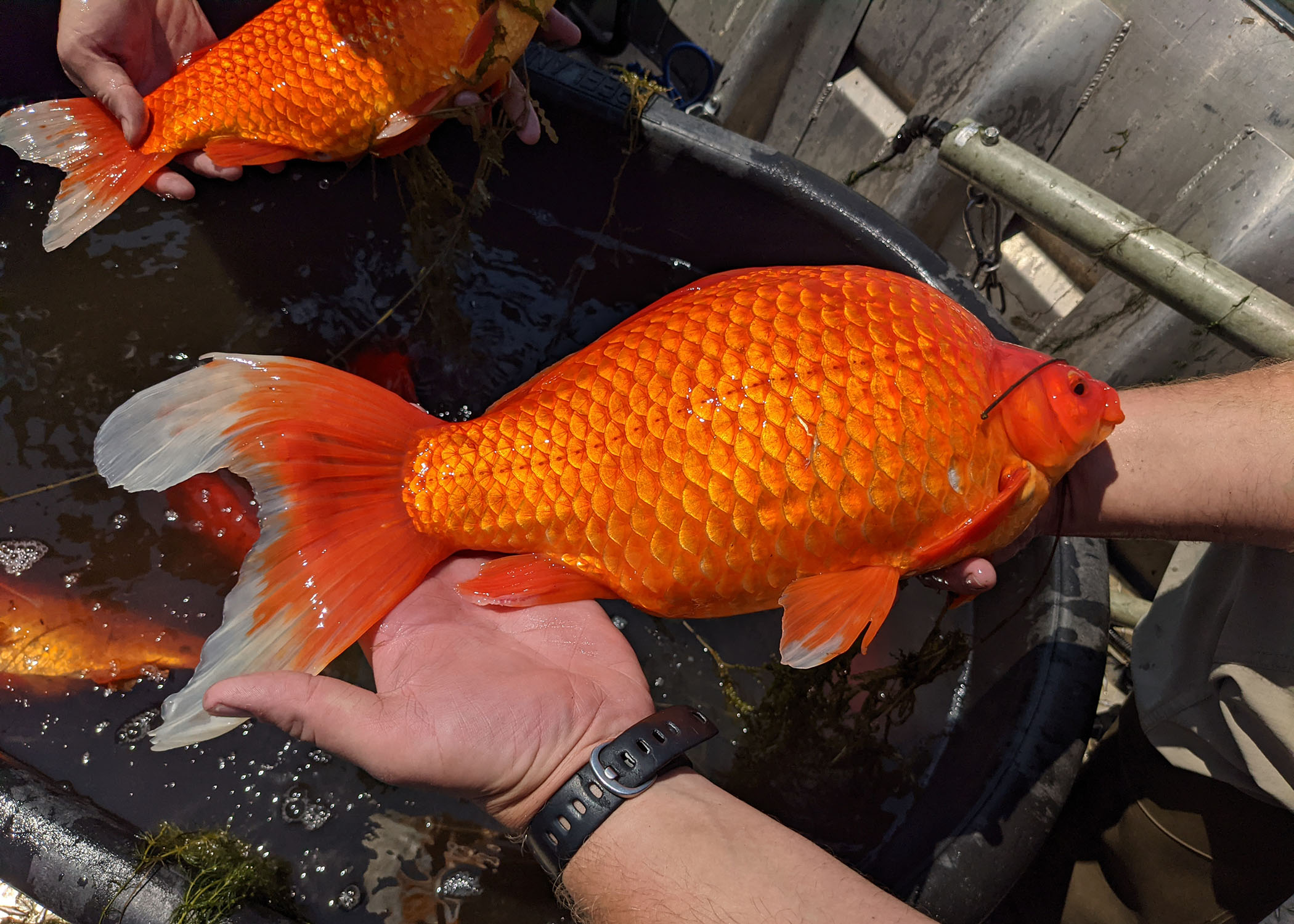 可愛的金魚不慎引發生態浩劫。(翻攝伯恩斯維爾市推特Burnsville City Twitter)