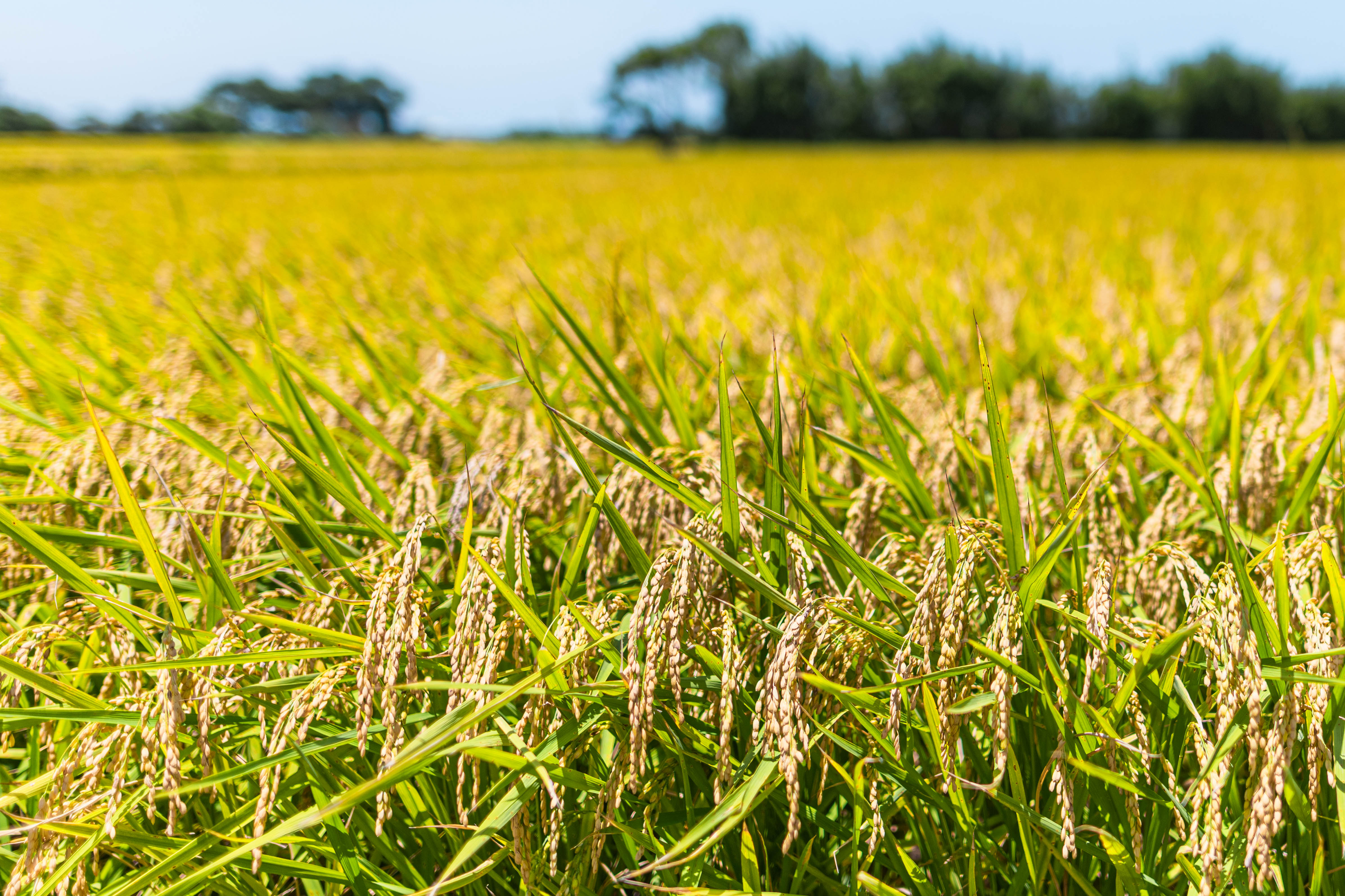 桃園是北台灣最大的糧倉。（桃園市政府提供）