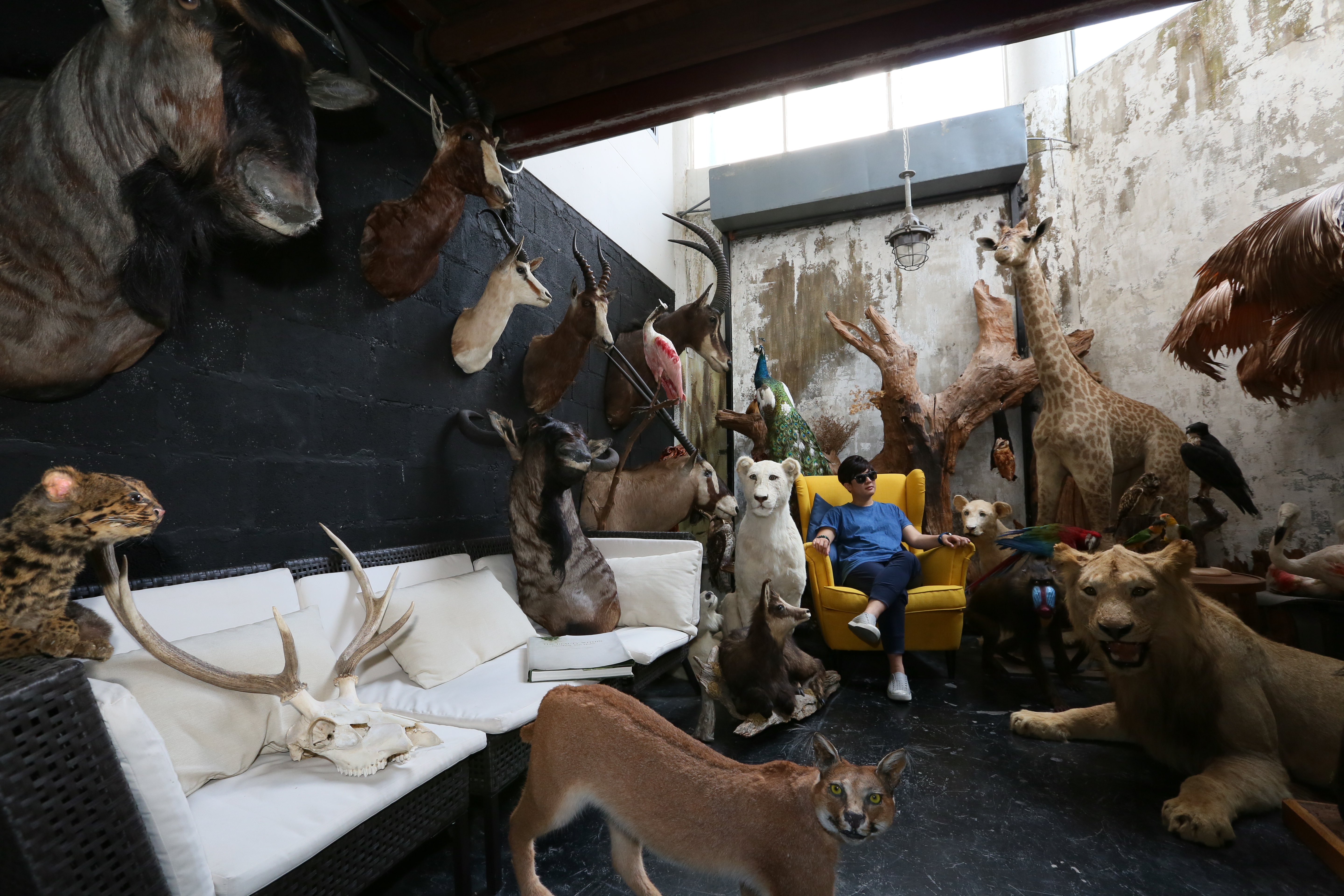 「The Mustang Nero Hotel」是曼谷奇幻的動物標本旅館。