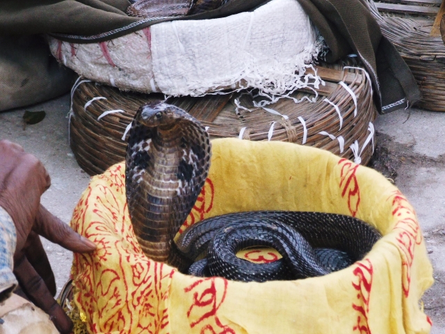 自稱對蛇毒免疫的阿爾瓦雷斯，在表演中遭蛇吻斃命。（示意圖，非當事蛇，翻攝PhotoAC）