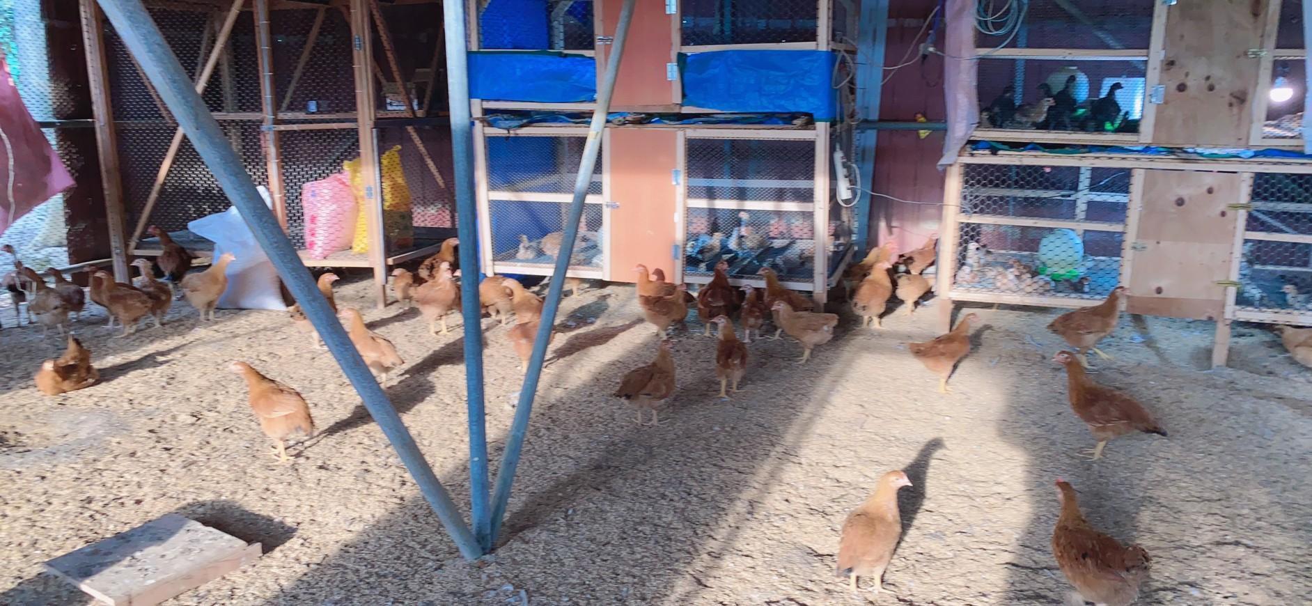 王宥忻將放山雞帶回家飼養，每天吃新鮮的蛋。（王宥忻提供）