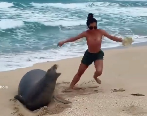 新婚人妻到夏威夷度蜜月時，竟伸手觸摸瀕危的「夏威夷僧海豹」，引起網友撻伐。（翻攝hhhviral IG）