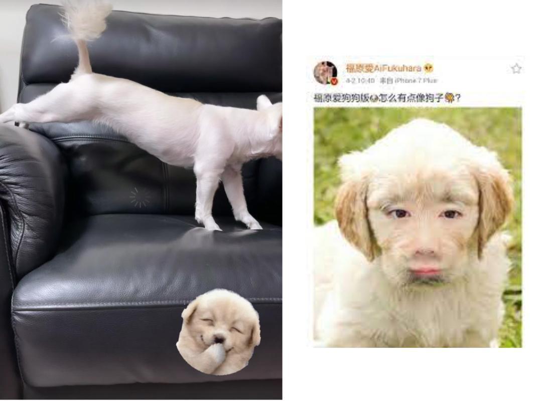 江宏傑上傳毛小孩無憂無慮，在沙發上玩樂的影片。（翻攝自江宏傑IG、福原愛微博）