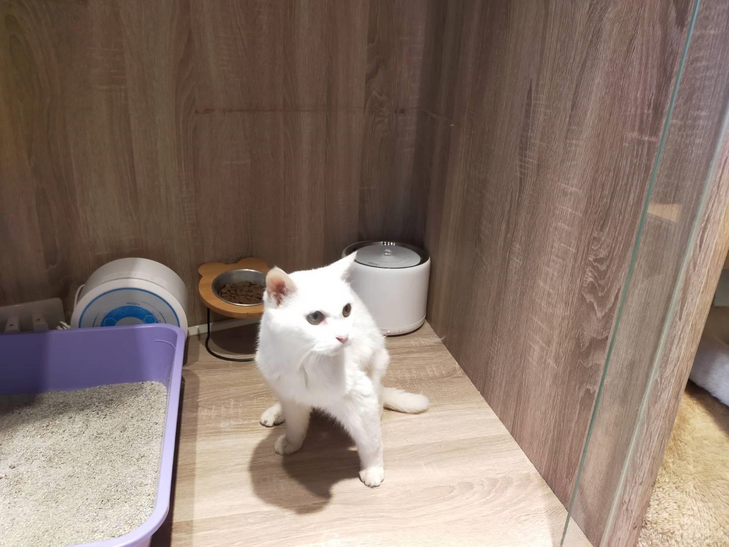 新莊區一位飼主確診委託動保處安置23歲愛貓咪咪。（新北市動保處提供）