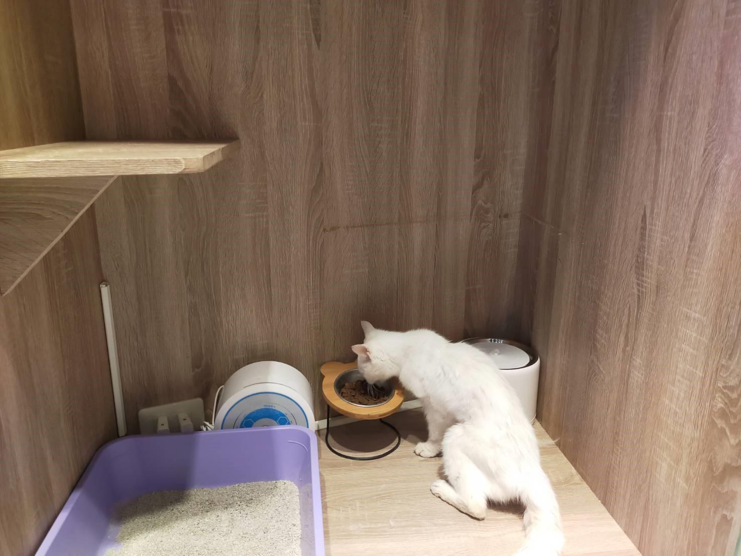 咪咪得知即將可以回家，開始恢復正常食量。（新北市動保處提供）