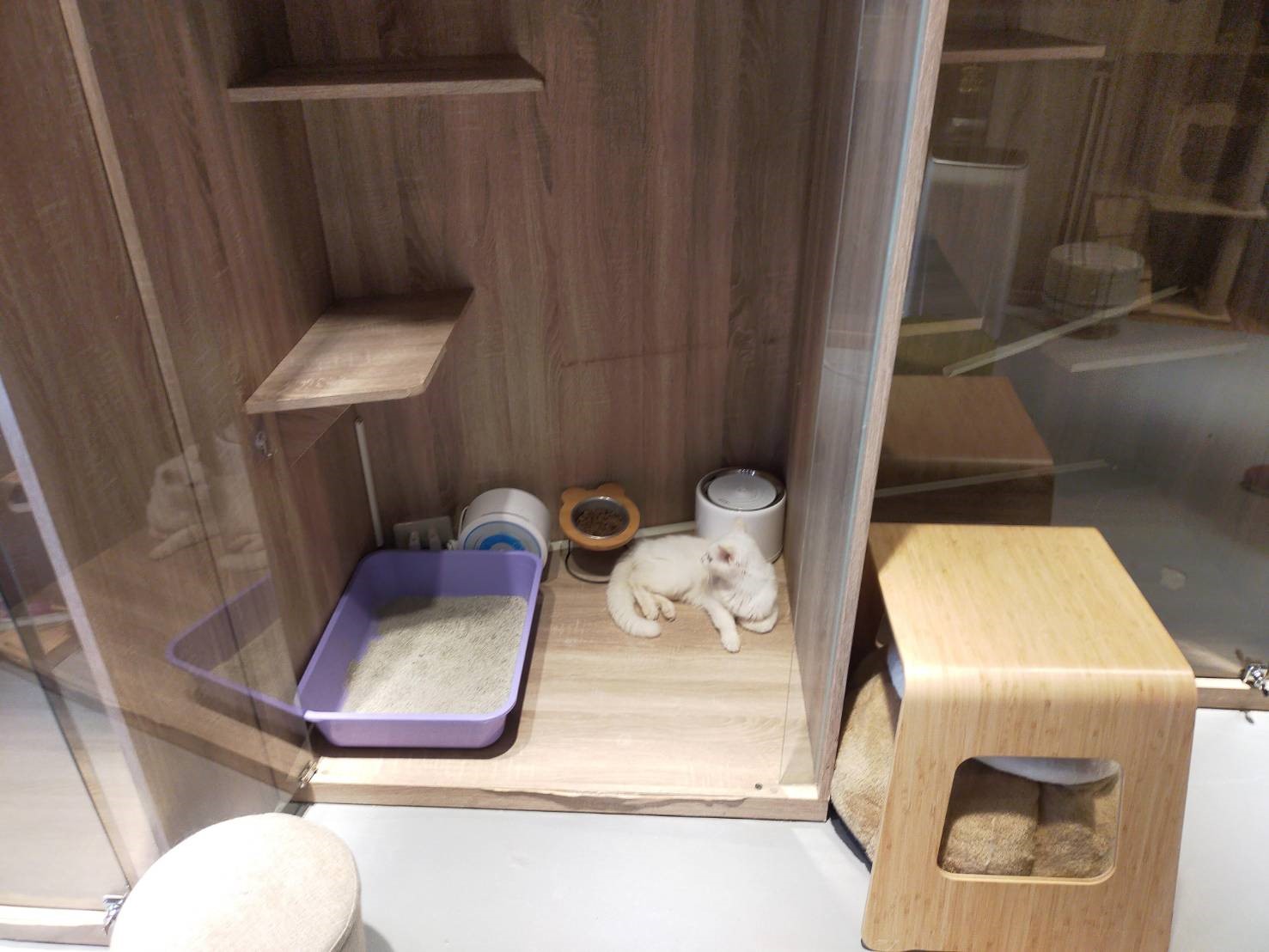咪咪被安置於新莊寵物旅館,獲得妥善照顧。(新北市動保處提供)