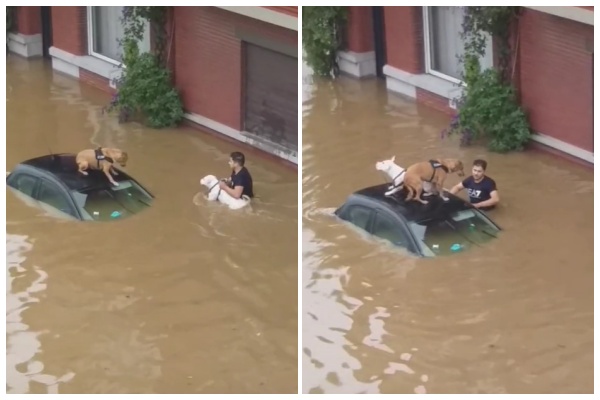 善心男子不顧自身安危，協助受困於洪水的寵物狗，備受網友讚揚。（翻攝自bicause_whynot TikTok）