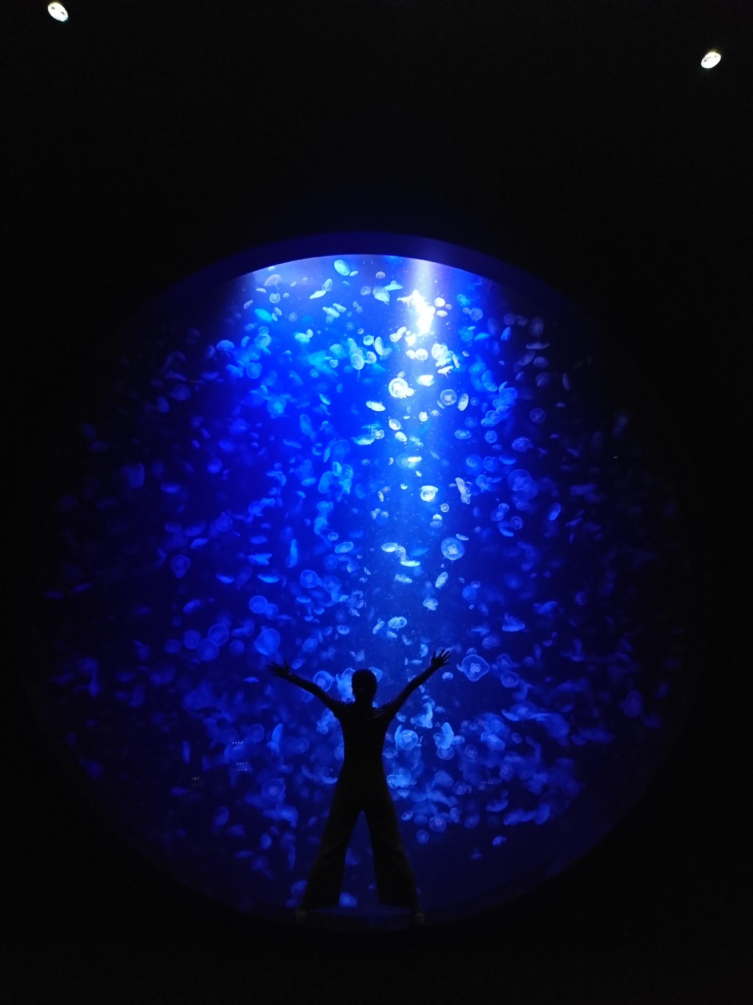 加茂水母水族館同樣以療癒著名。