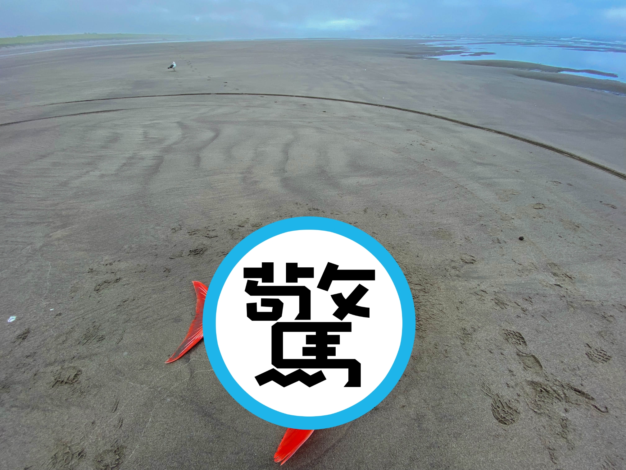 美國俄勒岡州一處海灘,發現稀有的溫血魚「月魚」擱淺。(翻攝自臉書專頁「Seaside Aquarium」)