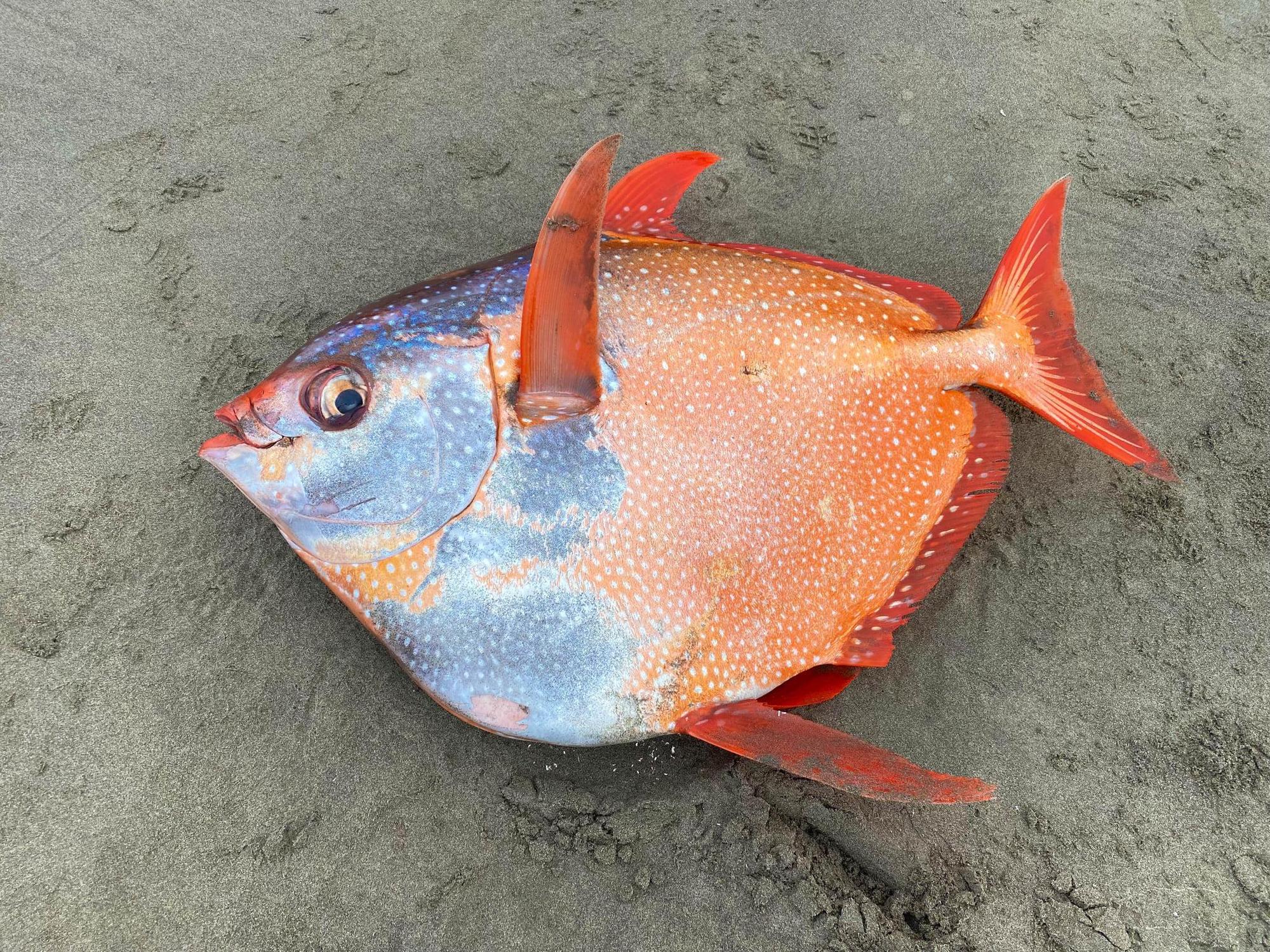 月魚是目前世界上唯一已知的溫血魚類。(翻攝自臉書專頁「Seaside Aquarium」)