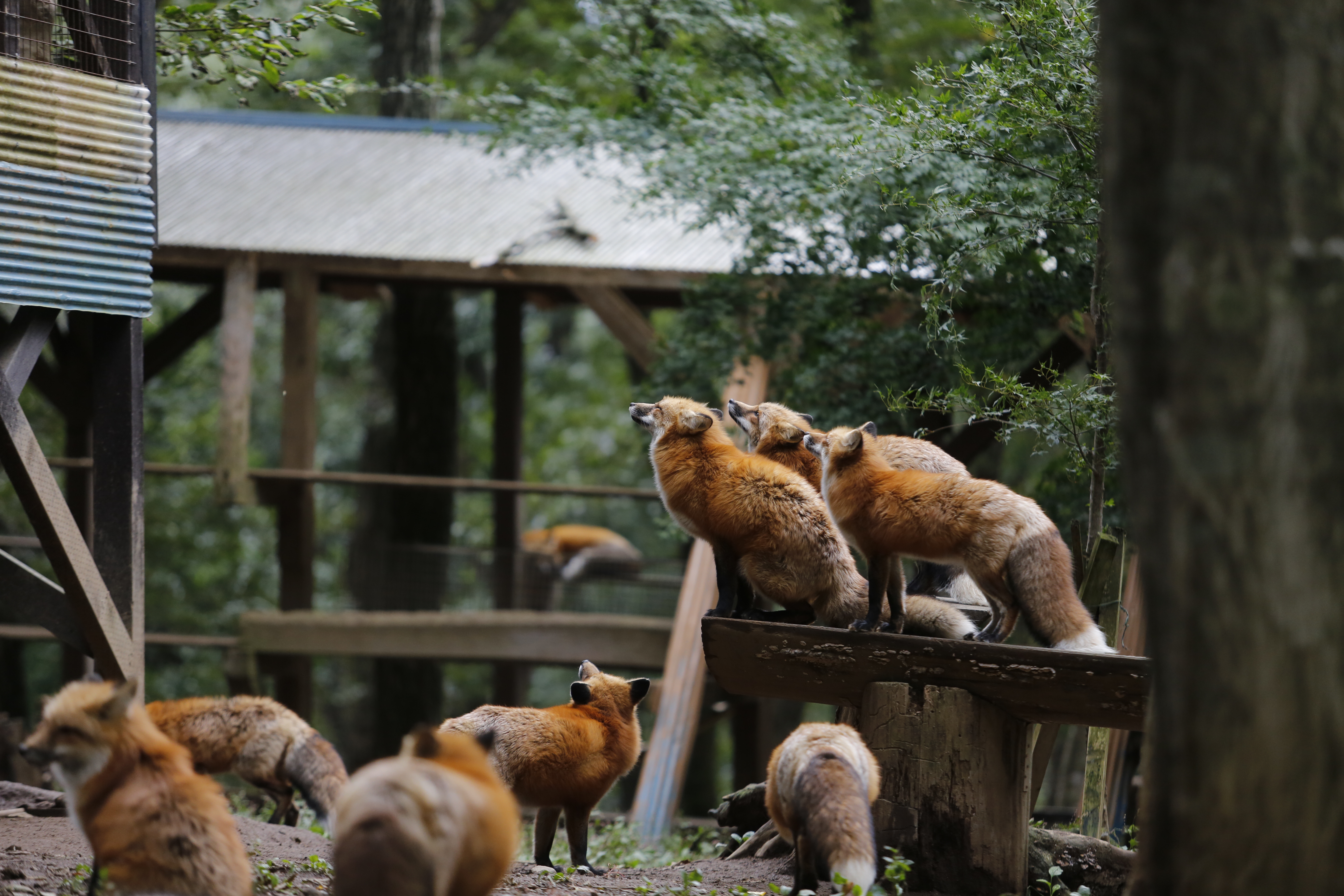 野生的狐狸在園區裡隨意走動。