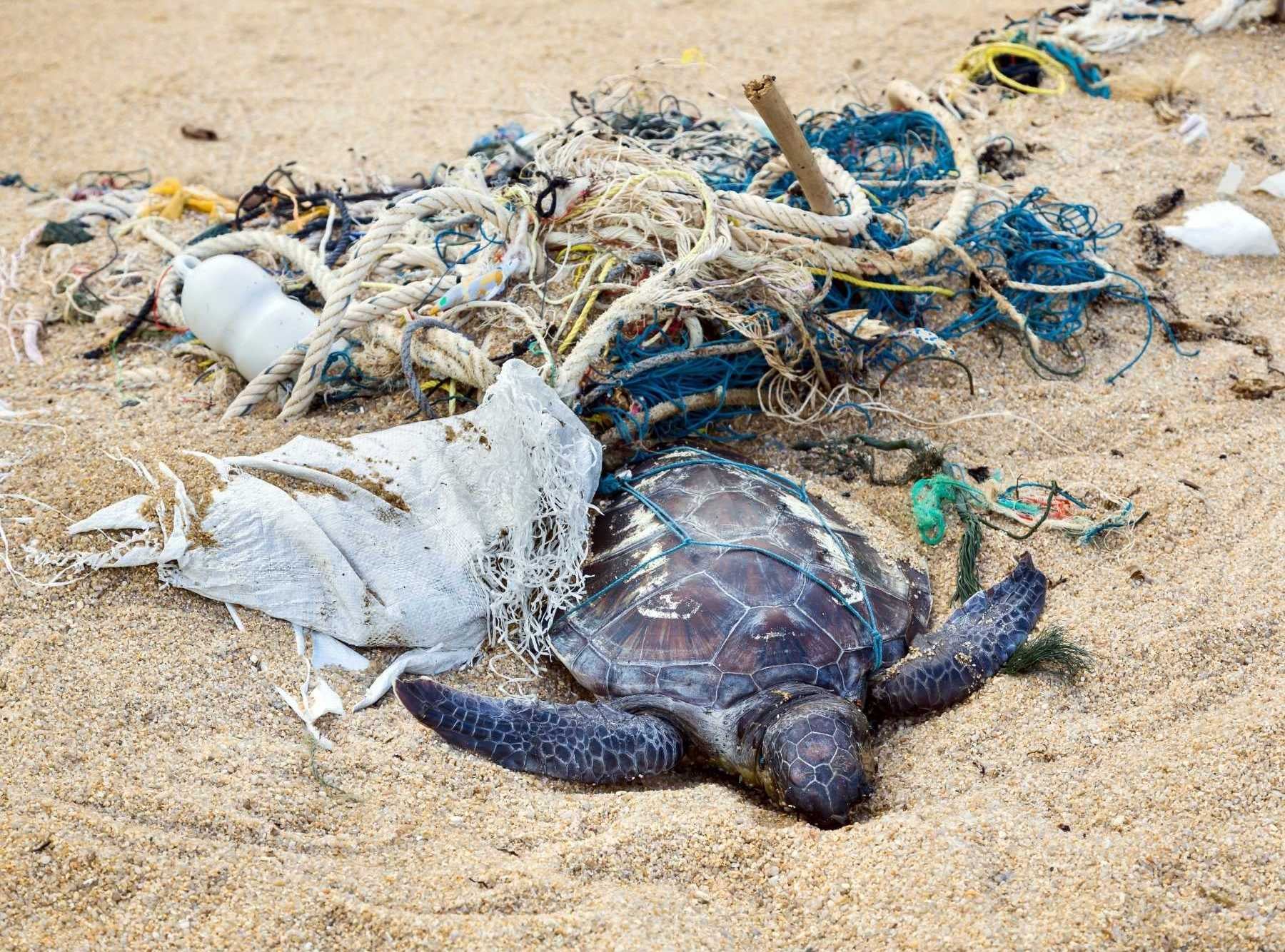 被漁網纏繞而死亡的海龜，在沙灘上。（深深愛上愛妮島、IG：oceangirl_sylvia提供）