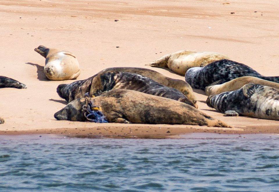 英國海灘中的野生海豹，遭到不明人士以空拍機騷擾。（翻攝自Ythan Seal Watch臉書）