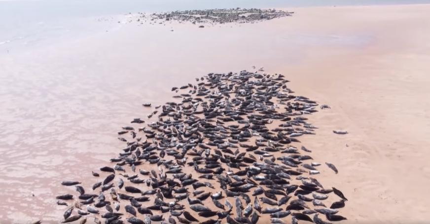 影片中成群的海豹數量相當壯觀。（翻攝自Ythan Seal Watch臉書）