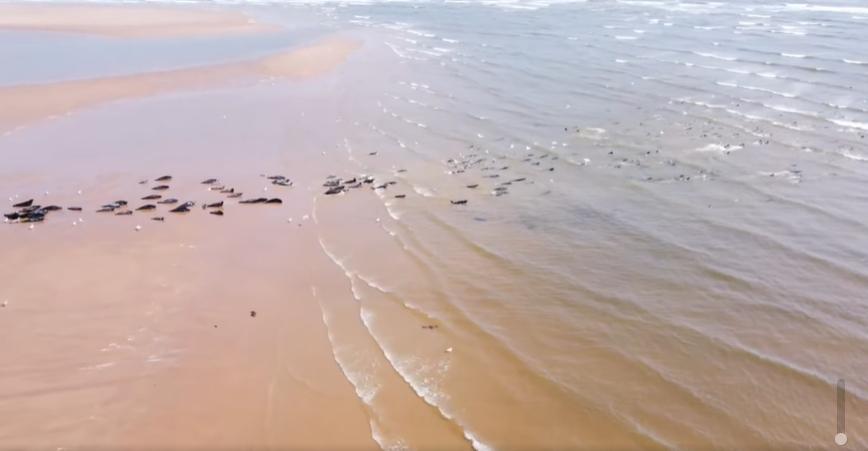 遭驚嚇的海豹們成群躲入海中。（翻攝自Ythan Seal Watch臉書）